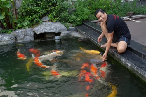 Trang trại cá Koi của ông