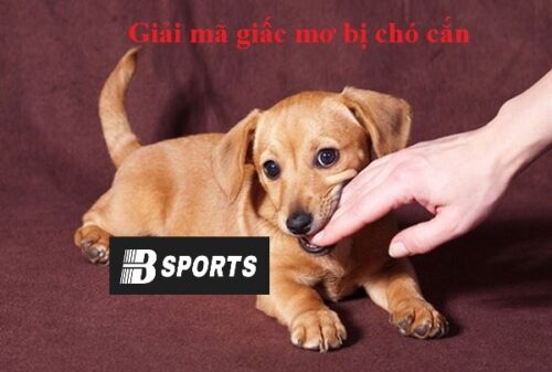 Giải mã giấc mơ bị chó cắn ý nghĩa gì