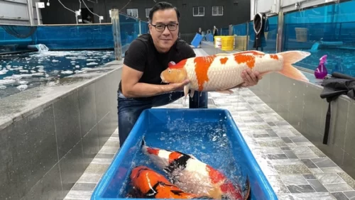 Vua cá Koi - Ngô Văn Thắng