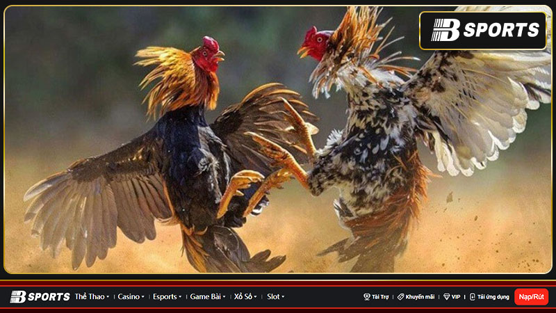 Cá cược Esports - mảng mới lạ và hấp dẫn 