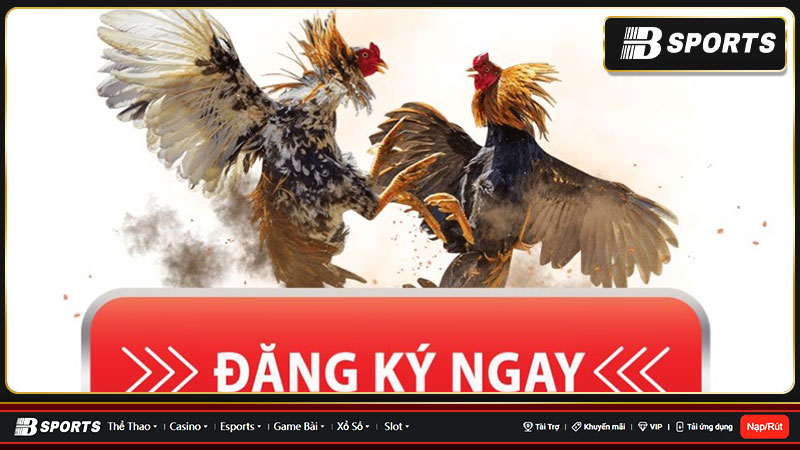 Nhà cái sv388 - Cùng bạn chinh phục mọi kèo đá gà