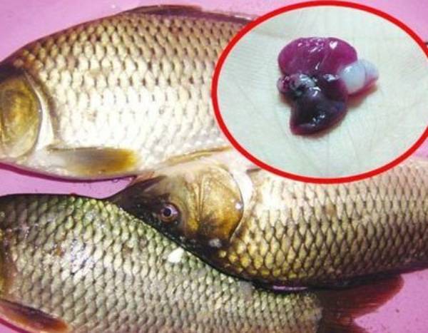 Cá chép rất dễ bị nhiễm độc