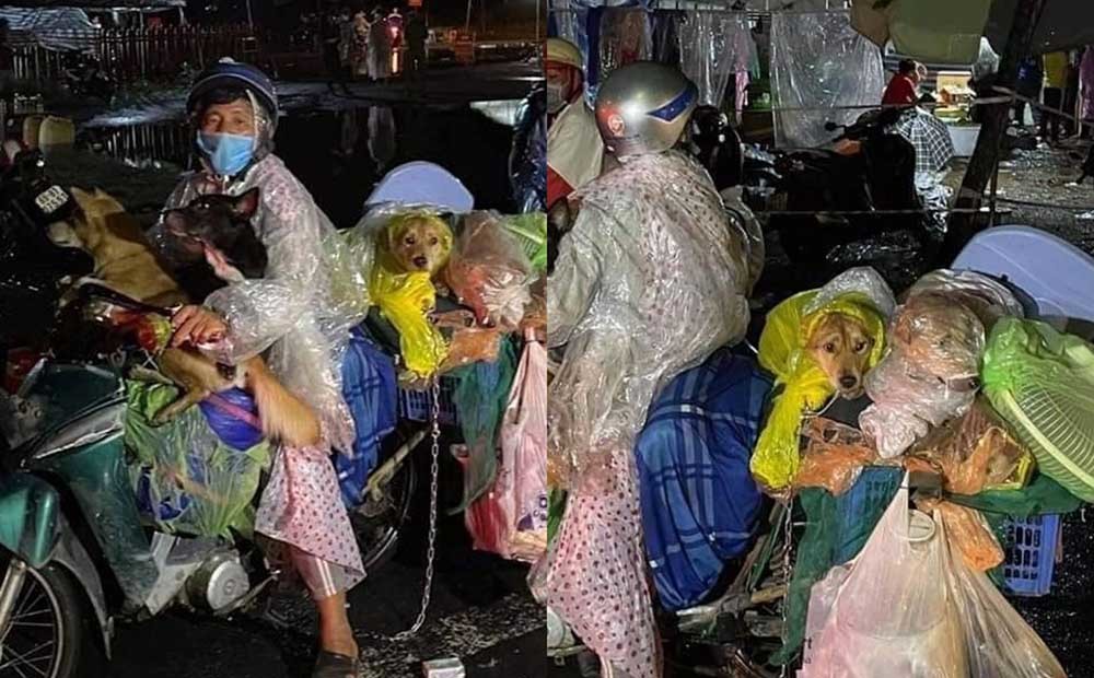 Những chú chó được vợ chồng chăm sóc kĩ càng