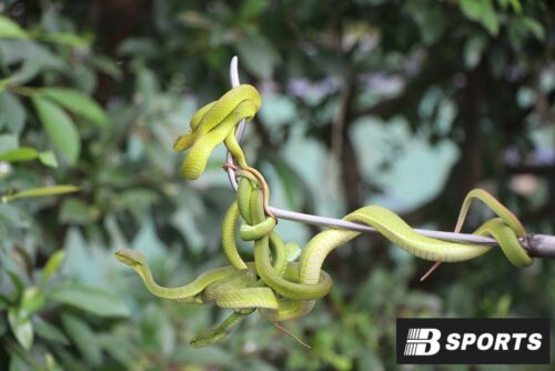 Gặp rắn đánh con gì - Rắn to rắn nhỏ chung chung