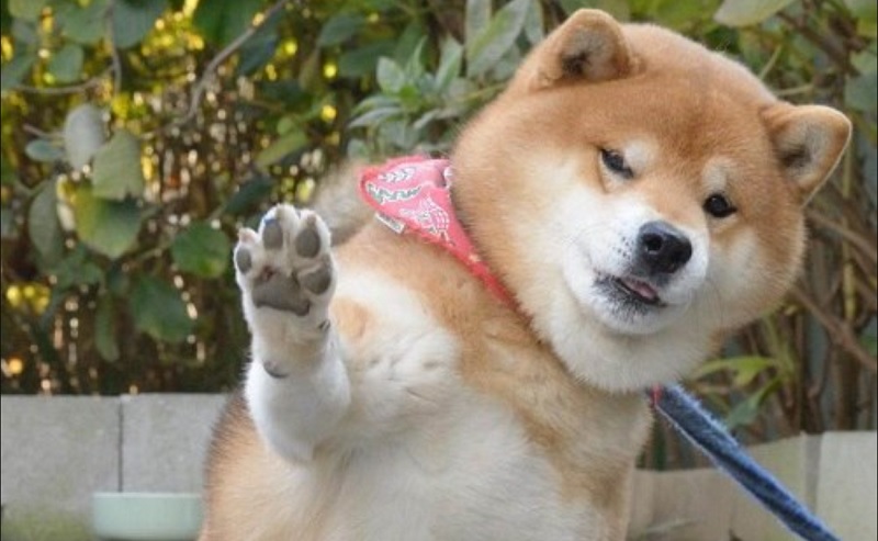 Hình meme chó shiba được nhiều người dùng nhất mạng xã hội