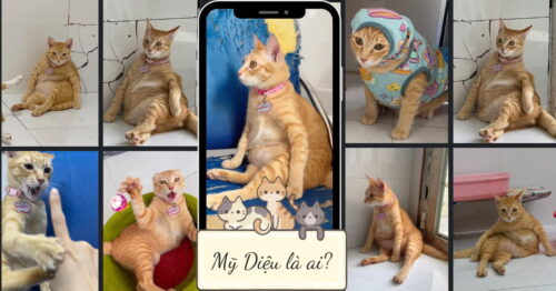 Mỹ Diệu thật ra là tên của một chú mèo ta lông vàng cực kỳ nổi tiếng trên mạng xã hội với ngoại hình, biểu cảm vô cùng độc đáo