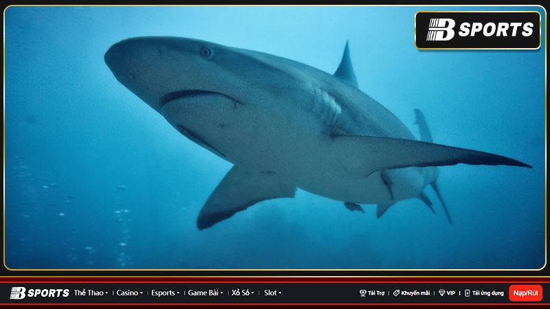 Giải mã giấc mơ thấy cá mập hay nhất
